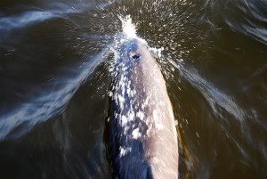 Dolphin in front of the boat