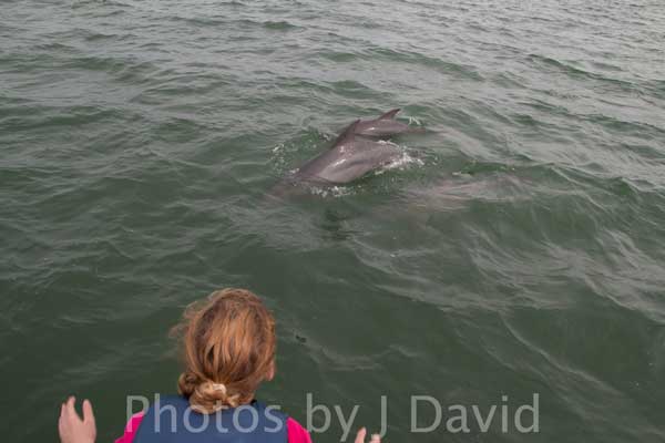 Dolphin cruise Tarpon Springs