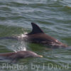 Baby Dolphins Tarpon Springs Dolphin Cruise