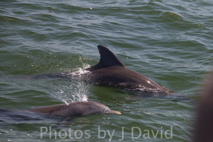 Baby Dolphins Tarpon Springs Dolphin Cruise