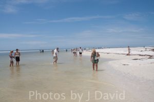 Looking for shells