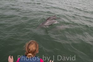 Little girl looking at dolphin