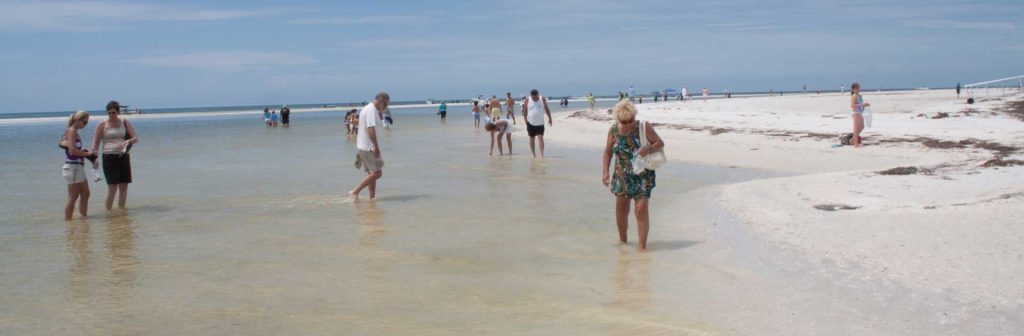 dolphin cruise charters