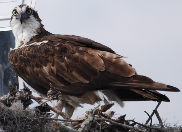 Osprey Nest